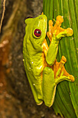 Costa Rica, La Paz River Valley, La Paz Waterfall Garden. Captive red-eyed tree frog on leaf
