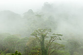 Costa Rica, La Paz Flusstal, La Paz Wasserfall Garten. Nebel über Regenwald