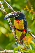 Costa Rica, Biologische Forschungsstation La Selva. Halsband-Aricari auf einem Baumstamm
