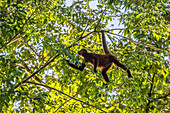 Costa Rica, Biologische Forschungsstation La Selva. Klammeraffe im Baum