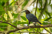 Costa Rica, Sarapiqui-Fluss-Tal. Rotköpfiger Oropendola-Vogel auf einem Baumstamm