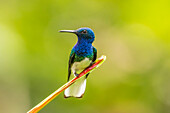 Costa Rica, Sarapiqui-Fluss-Tal. Männlicher Weißhalskolibri auf einem Blatt