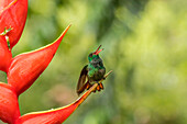Costa Rica, Sarapiqui-Fluss-Tal. Rotschwanzkolibri auf einer Helikonienpflanze