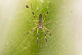 Costa Rica. Female orb weaver spider and web