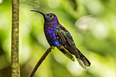 Costa Rica, Monte-Verde-Nebelwald-Reservat. Violetter Säbelschnäbler Nahaufnahme