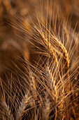 Nahaufnahme von Weizen in einem Feld