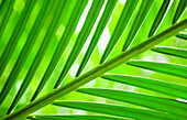 Close-up of tropical green leaf