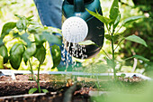 Woman watering plants in vegetable garden