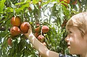 Nahaufnahme eines Jungen (6-7), der Pfirsiche von einem Baum im Obstgarten pflückt