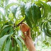 Nahaufnahme von Mädchen (8-9), die mit der Hand Pfirsiche vom Baum im Obstgarten pflücken