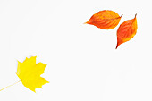 Sugar Maple und Dogwood Herbstblätter auf weißem Hintergrund