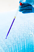 Gloved hand holding pipette with blue liquid above test tubes
