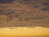 Flock of birds flying against storm clouds