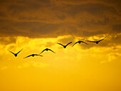 Vogelschwarm fliegt gegen einen stimmungsvollen Himmel