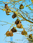 Gelber Vogel und seine Nester an einem Baum hängend