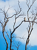 Kookaburra perching in dead tree 