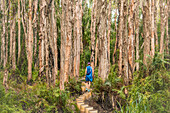 Australien, Queensland, Agnes Water, Frau spaziert auf Holzsteg im Wald