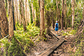 Australien, Queensland, Agnes Water, Frau geht auf der Promenade im Wald spazieren
