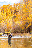 USA, Idaho, Bellevue, Senior Mann Fliegenfischen im Big Wood River im Herbst
