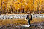 USA, Idaho, Bellevue, Rückansicht eines älteren Fischers beim Waten im Big Wood River im Herbst