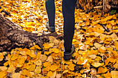 Beine einer Frau, die auf einem mit gelben Herbstblättern bedeckten Fußweg geht