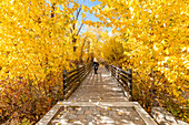 USA, Idaho, Bellevue, Rückansicht einer Frau, die im Herbst auf einem von gelben Bäumen umgebenen Steg spazieren geht