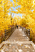 USA, Idaho, Bellevue, Rückansicht einer Frau auf einer Fußgängerbrücke umgeben von gelben Bäumen im Herbst