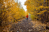 USA, Idaho, Bellevue, Rear view of woman walking on footpath covered with leaves in Autumn