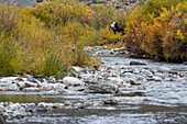 USA, Idaho, Sun Valley, Cow on open range creek