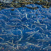 Immature trout in fish hatchery ponds 