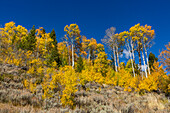 USA, Idaho, Stanley, Gelbe Blätter an Bäumen in den Bergen im Herbst 