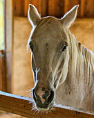 Horse in stable looking at camera 