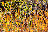 USA, Idaho, Hailey, Cattails growing in marshy area 