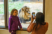 Mutter fotografiert Tochter (6-7) mit afrikanischem Löwen im Zoo von Boise