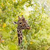 Giraffe inmitten von grünem Laub im Boise Zoo