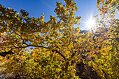 Autumn foliage on sunny day in Zion National Park