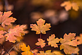 Herbstblätter auf einem Zweig im Zion-Nationalpark