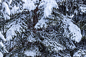 Frischer Schnee auf Pinienbäumen