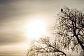Einsamer Falke sitzt im Winter in einem Baum