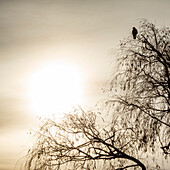 Einsamer Falke im Winterbaum sitzend