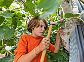 Boy (8-9) using hammer to build treehouse