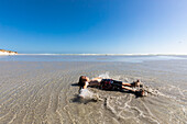 South Africa, Hermanus, Boy (8-9) playing in water on Grotto Beach