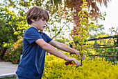 Boy (8-9) using pruning shears on hedge