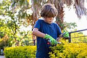 Junge (8-9) benutzt eine Gartenschere an einer Hecke