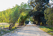 South Africa, Stanford, Country road and green foliage