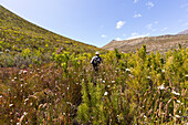 Südafrika, Barrydale, Älterer männlicher Wanderer inmitten hoher Pflanzen