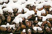 Close-up of snow covered pine cones