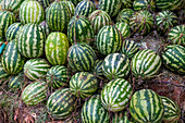 Haufen gestreifter Melonen zu verkaufen