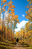 Woman hiking in autumn forest with yellow Aspen trees