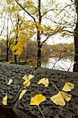 Herbstpark mit gelben Blättern